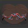 3D Model Of Human Lower Limb Vascular Organ System Showing Arteries And Veins Distribution