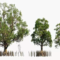 Mangrove Trees with Exposed Root System in Tropical Line Arrangement 3d model