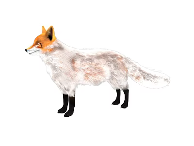 Realistic fox animal red fox fox mammal 3d model Realistic fox animal red fox fox mammal 3d model