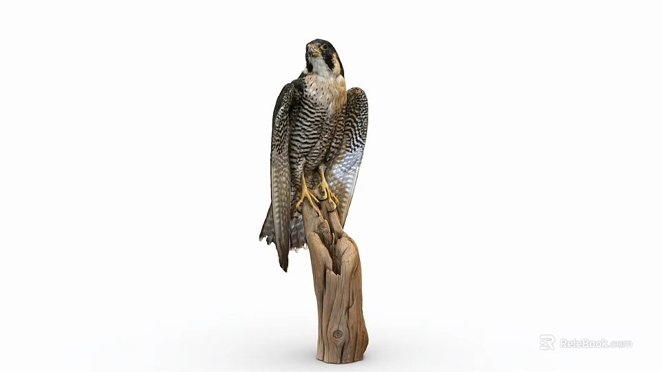 Majestic Falcon Perched On Wooden Stump With Spread Wings And Sharp Beak 3d model 