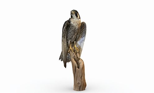 Eagle 3d model