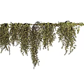 Lush Green Hanging Vines With Dense Leaves For Home Decoration