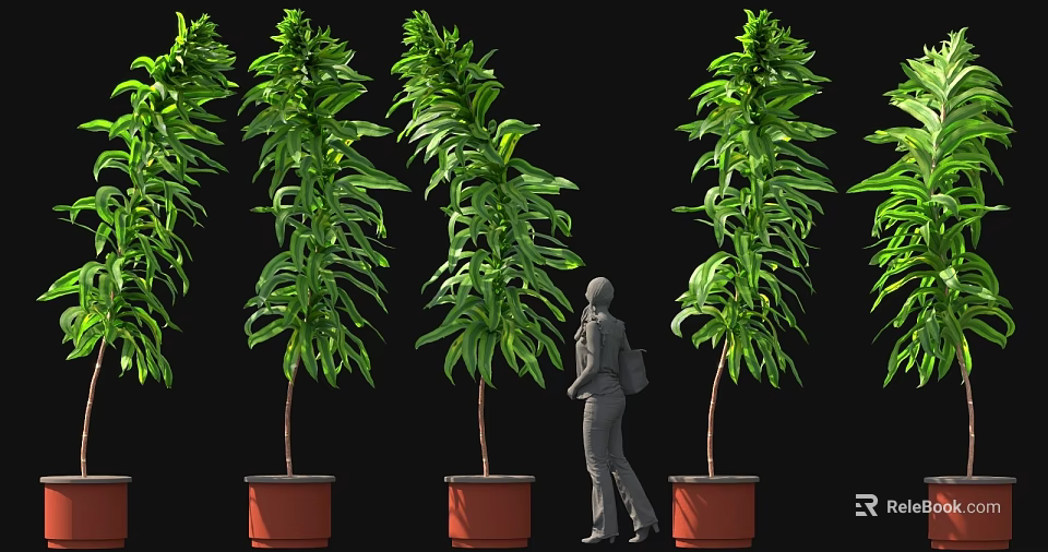 Tall Green Potted Plants With Standing Person On Black Background 3d model 