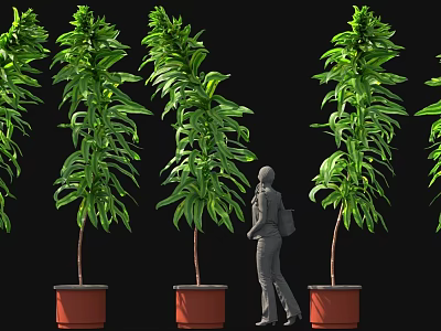 Tall Green Potted Plants With Standing Person On Black Background 3d model