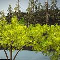 Lush Natural Landscape With Tall Pine Trees Green Yellow Foliage Mountain And Calm Water
