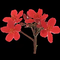 Bright Red Flowers with Multiple Petals in Vase against Black Background with Stem and Buds