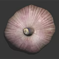 Fresh Garlic Vegetable Bulb With Purple Stripes On Reflective Black Surface