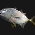 Silver Colored Marine Fish Featuring Yellow Tail And Fins In High Definition Close Up