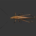 Brown Insect With Long Antennae Slender Legs Glossy Exoskeleton On Gray Gradient Background 3d model