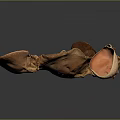 Orange Textured Ear Shaped Fungi Display On Dark Background With Reflections