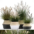 Decorative Potted Crops In Woven Baskets With White And Black Colors