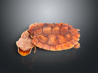 Detailed View of Reptile Alligator Snapping Turtle with Orange Shell Open Mouth on Dark Background 3d model