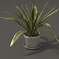 Potted Plant With Green And Yellow Striped Leaves In White Pot On Saucer