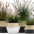 Decorative Potted Crops In Woven Baskets With White And Black Colors