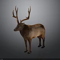 Brown Deer With Large Antlers Standing On Gray Background In Natural Posture