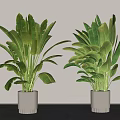 Large Green Leafy Indoor Potted Plants in White Pots on Gray Table with Gray Wall