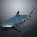 Realistic Blue Shark Marine Animal With Lifelike Smooth Body And Detailed Fins
