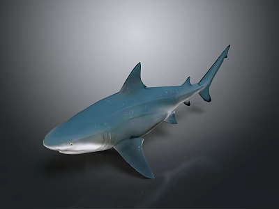 Realistic Blue Shark Marine Animal With Lifelike Smooth Body And Detailed Fins 3d model
