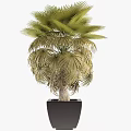 Lush Green Palm Trees With Fan Shaped Leaves Thriving In Outdoor Garden Space