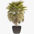 tree potted california palm tree tropical tree plant green plant 3d model