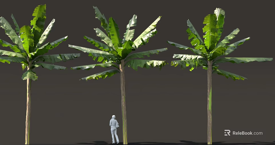 Tall Banana Trees With Large Green Leaves And White Human Figure Standing Beside 3d model 