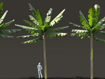 Tall Banana Trees With Large Green Leaves And White Human Figure Standing Beside 3d model