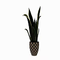 Decorative Ornament Set With Snake Plants In Checkered Planters And Different Sizes