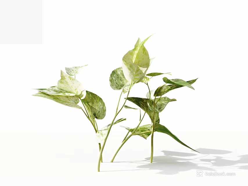 Plants With Variegated Green White Leaves Fresh Natural Look On White Background 3d model 