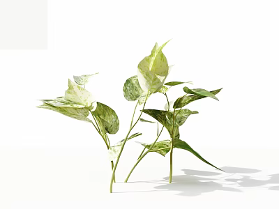 Plants With Variegated Green White Leaves Fresh Natural Look On White Background 3d model