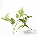 Plants With Variegated Green White Leaves Fresh Natural Look On White Background