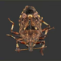Colorful Spotted Insect With Red Yellow Patterns And Metal Pins Through Body