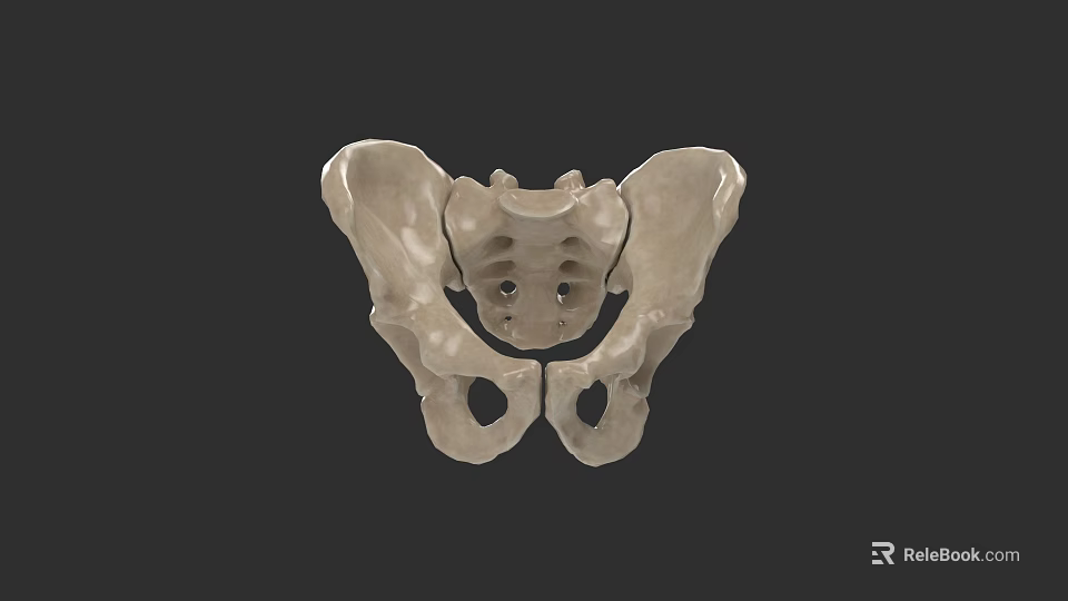 Human Pelvic Bone Anatomy 3D Anatomical Model Detailed Medical Visualization 3d model 