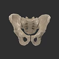Human Pelvic Bone Anatomy 3D Anatomical Model Detailed Medical Visualization