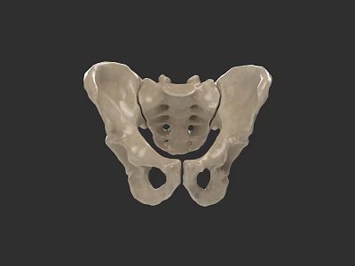 Human Pelvic Bone Anatomy 3D Anatomical Model Detailed Medical Visualization 3d model