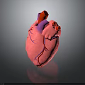 Realistic 3D Human Heart Model With Pink Tissue And Purple Blood Vessels