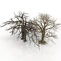 Two Leafless Trees With Visible Trunks And Branches Against White Background