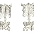 Decorative Skeleton Ornament Set With Rib Cage And Pelvis Bone 3d model
