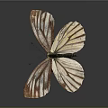 Detailed Brown And White Striped Butterfly With Spread Wings On Dark Background