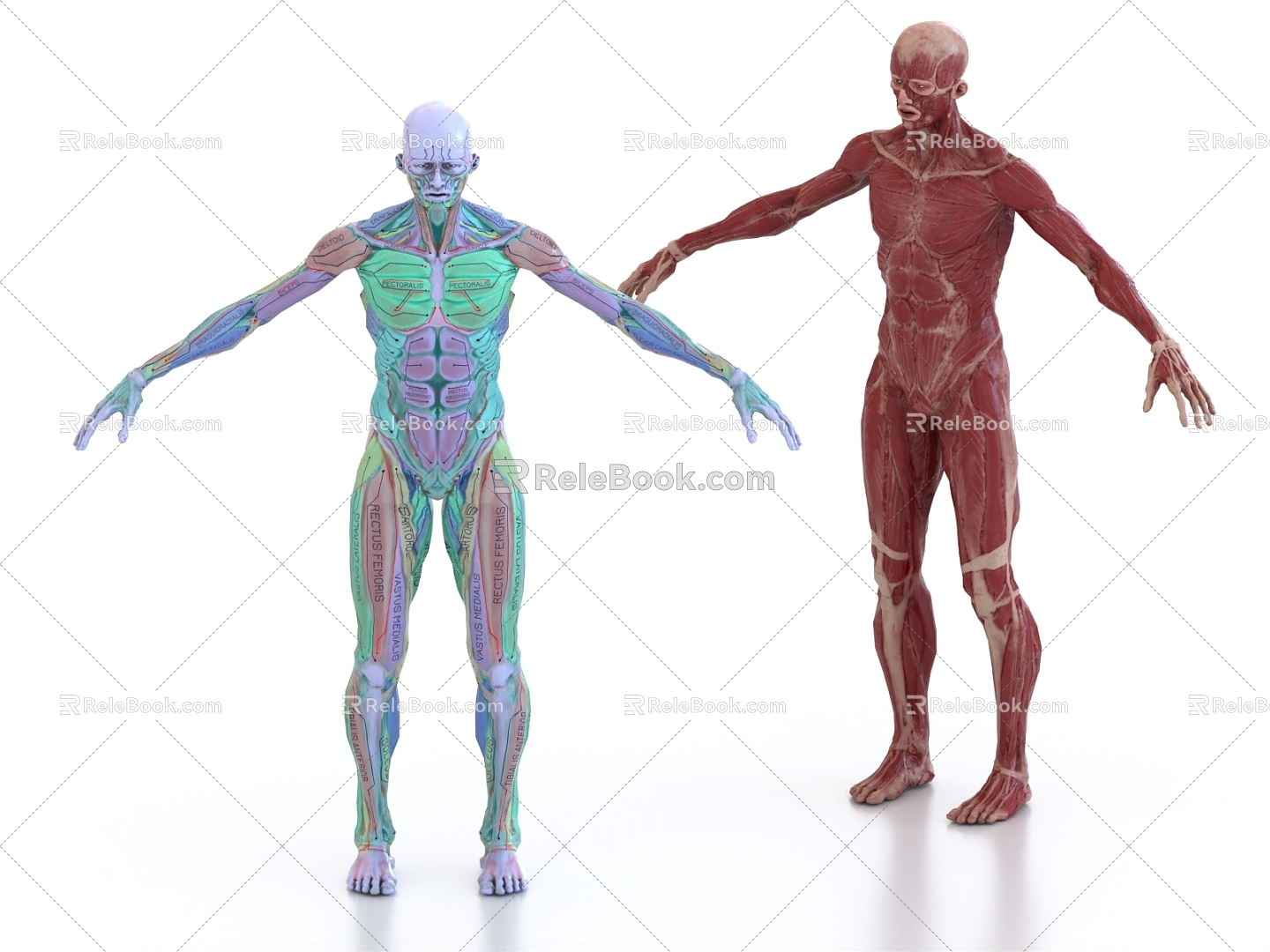 Medical planing human muscle tissue nerve bone blood vessel 3d model