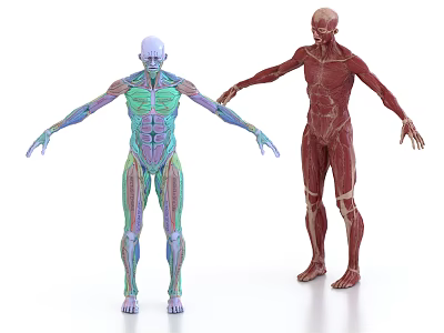 Medical Device Anatomical Models Displaying Detailed Human Muscle Structure For Education 3d model