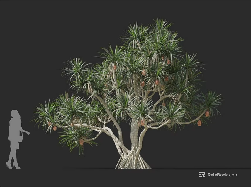 Tall Tropical Tree With Thick Trunk Green Leaves And Fruits Beside Human Silhouette 3d model 