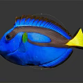 Colorful Tropical Fish With Blue Body Yellow Tail Brown Stripe And Green Accents
