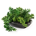Bonsai Potted Plants With Green Leaves In Black Containers And Succulent Varieties
