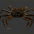 Detailed Brown Aquatic Crab With Textured Shell And Long Legs On Smooth Surface