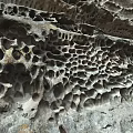 Natural Honeycomb Rock Formation With Unique Hole Patterns And Detailed Textures