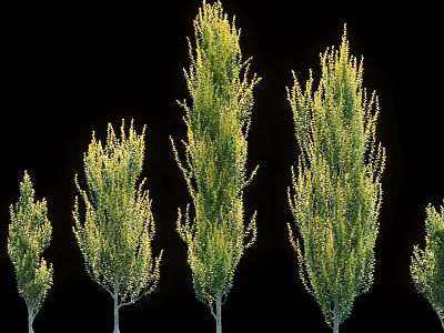 Multiple Arbor Trees With Different Heights And Lush Green Foliage Growth Forms 3d model