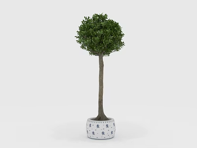 Indoor Decorative Tree With Rounded Canopy And Slender Trunk In White Patterned Pot 3d model