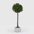 Indoor Decorative Tree With Rounded Canopy And Slender Trunk In White Patterned Pot