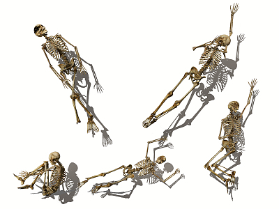 Modern Skeleton Human Skeleton Human Skeleton model