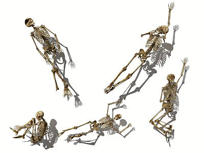 Professional Medical Equipment With Skeleton Models in Various Poses for Anatomical Education 3d model